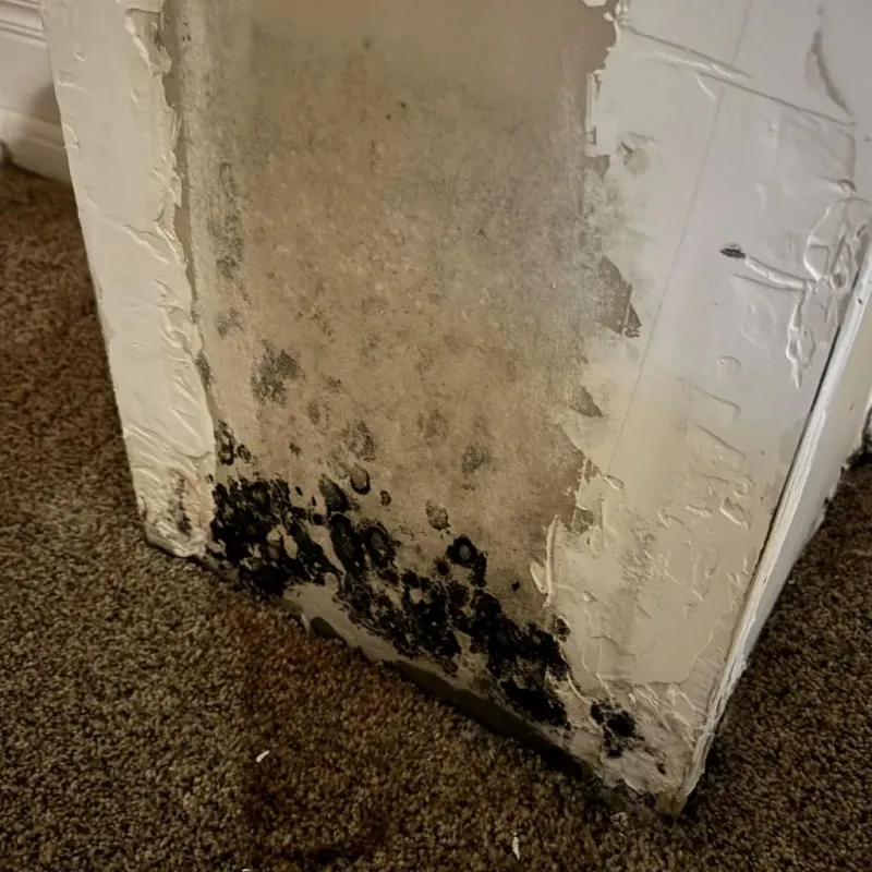 Professional Mold Removal in Monroe, MI